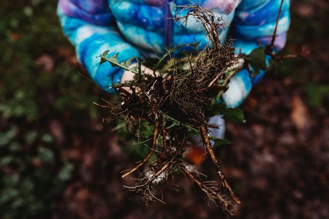 Using Dandelion Root as Medicine