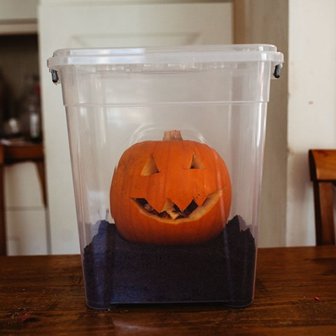 Pumpkin Lifecycle Experiment