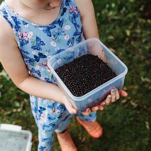Elderberry Syrup & Tincture