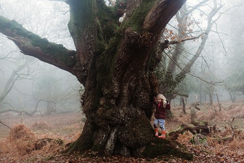 Ancient Oaks In The New Forest