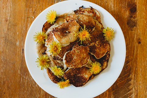 Dandelion Pancakes & Dandelion Fritters