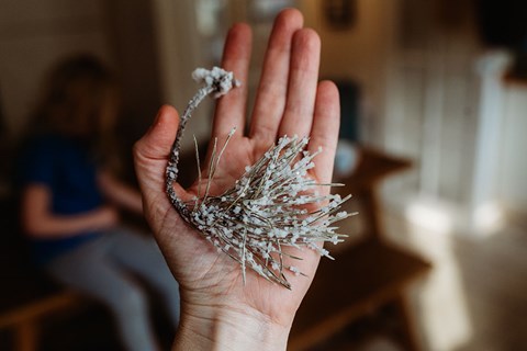 Super Easy Salt Crystal experiment using Feathers or Pine Needles! (without Borax)