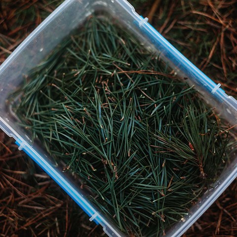 Vegan Pine Needle Shortbread Cookies